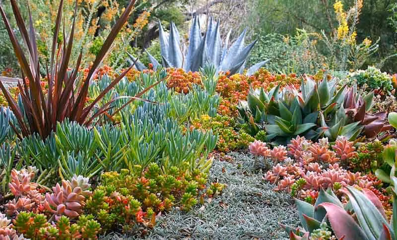 Collection of colorful, compact succulents growing in full sun conditions showing stress coloration