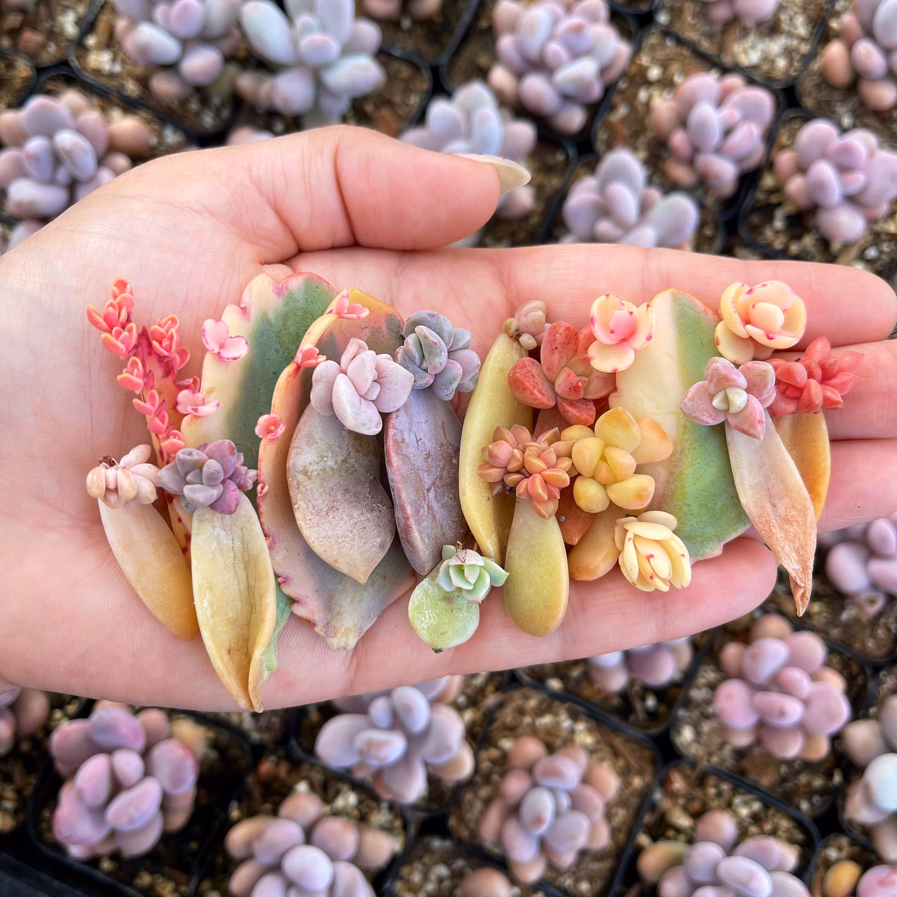 Succulent leaf propagation