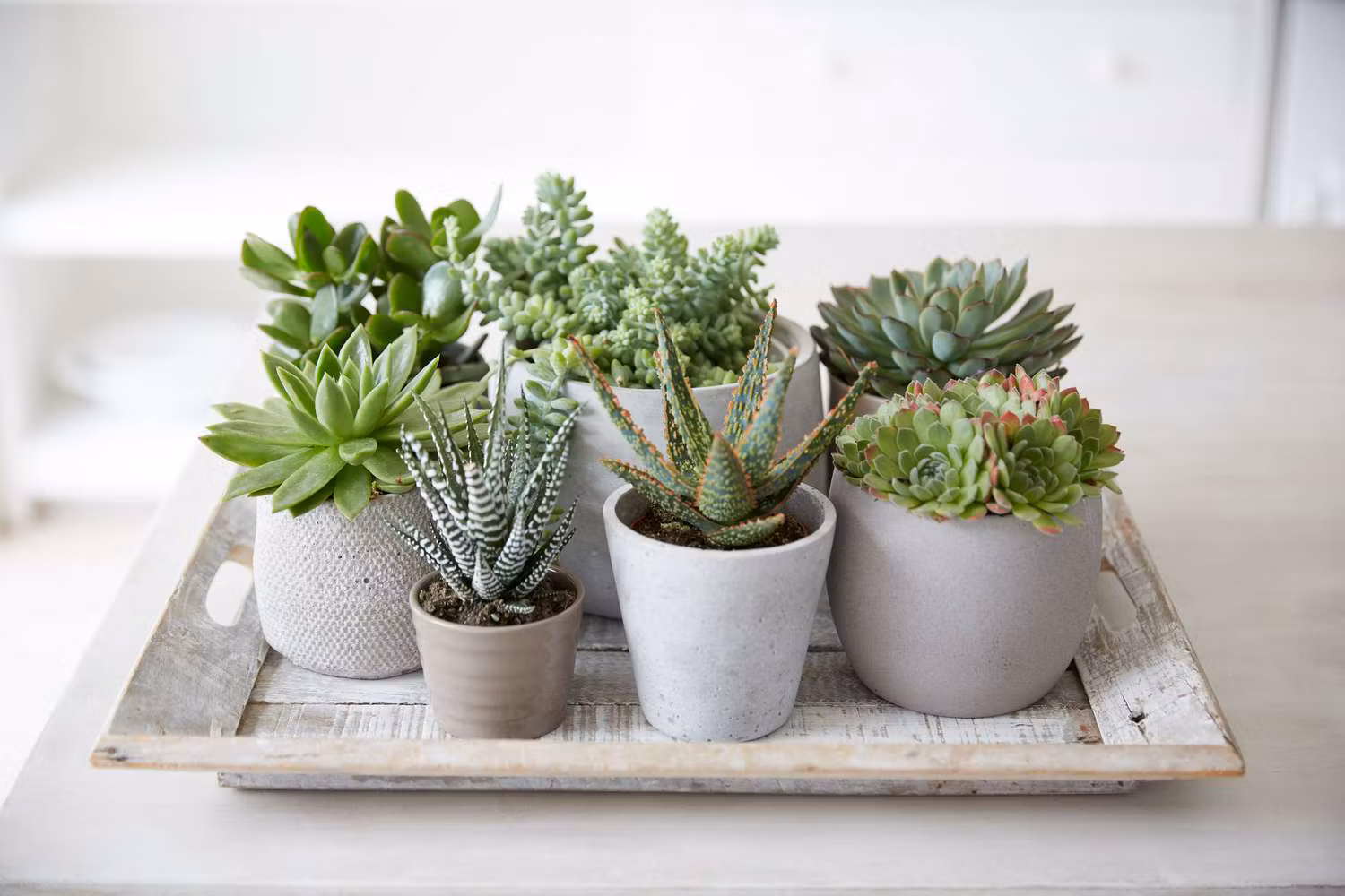 Collection of low light tolerant succulents growing in an indoor environment away from windows
