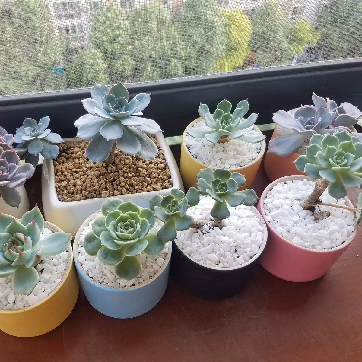 Succulent arrangement with light-colored stones and reflective surfaces to enhance light