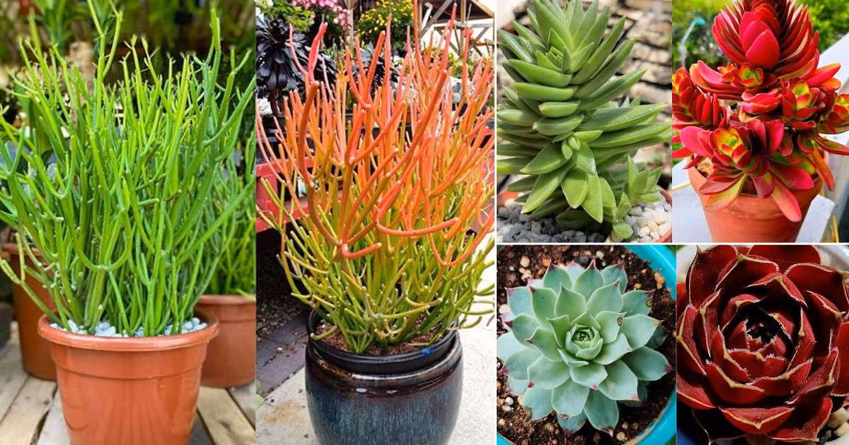 Comparison of same succulent species showing color variations based on different light exposure levels