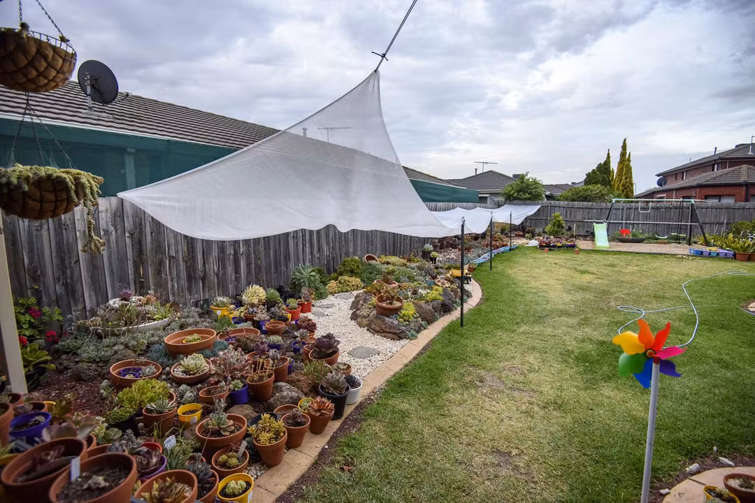 Succulents protected from intense summer sun with shade cloth covering