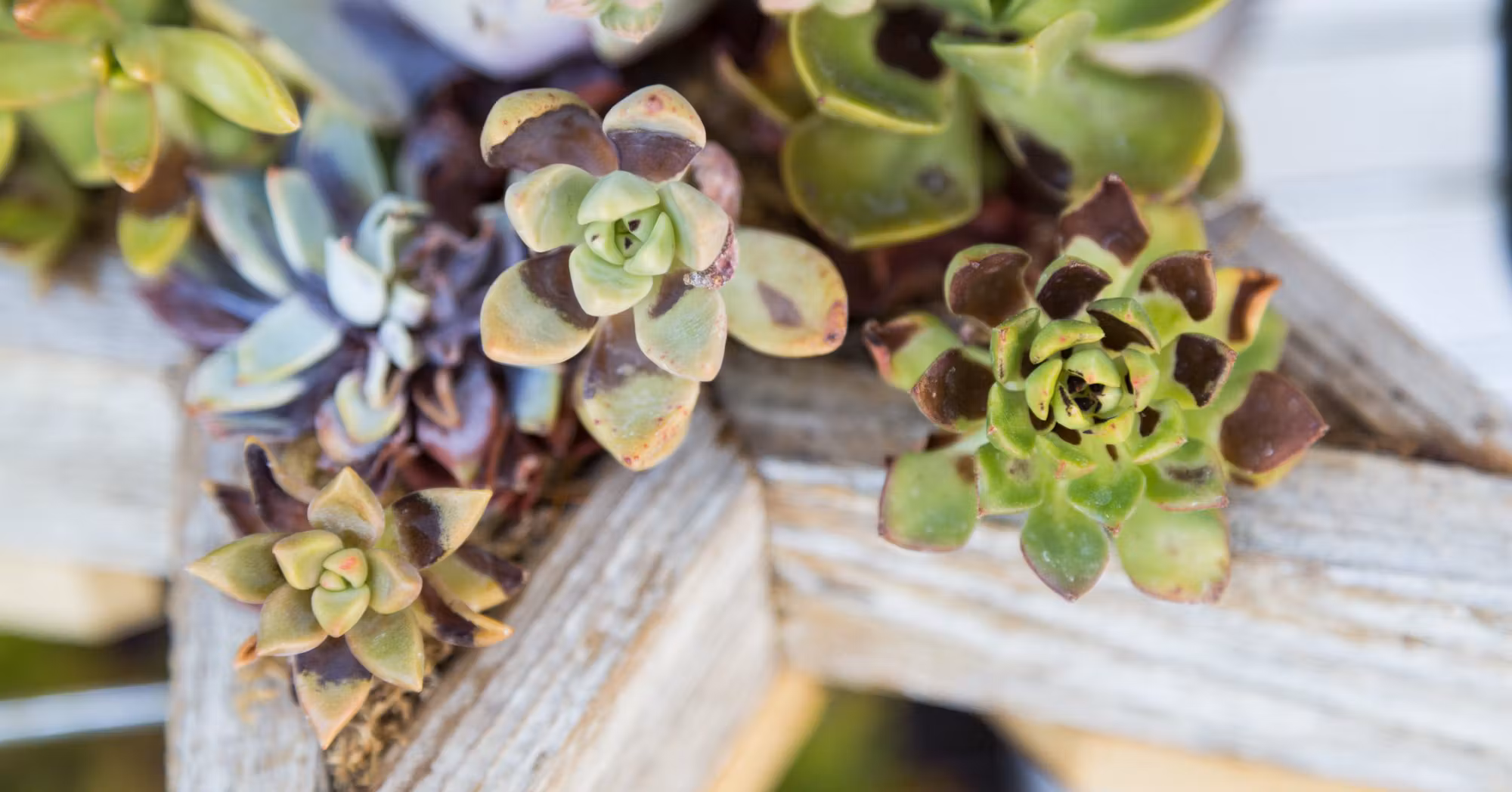 Succulent leaves showing sunburn damage with white and brown scorched patches